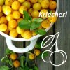 Kriecherl - Image 2
