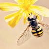 "Oh Christmas Bee" GRÜMI inkl. Blühanleitung - Image 2