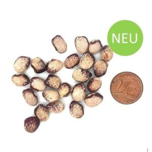 Amish Gnuddle (Stangenbohne), Saatgut-Rarität