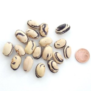 Bosnian (Stangenbohne), Saatgut-Rarität