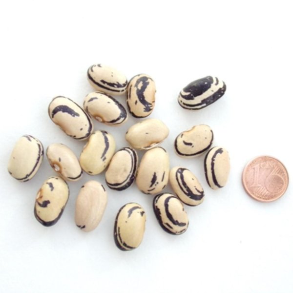 Bosnian (Stangenbohne)