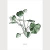 Grow your happiness | Monstera deliciosa